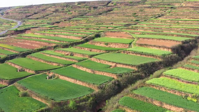 Aerial View of Terraced Farmland with Green Fields