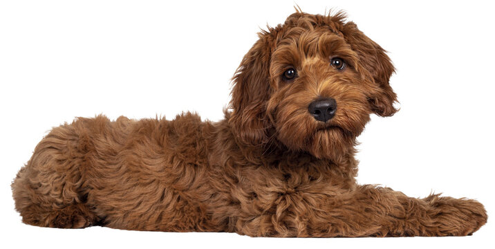 Cute red Cobberdog puppy, laying down side ways. Looking curious towards camera. Isolated cutout on transparent background.