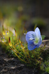 Rugiada tra gli steli del muschio
