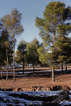 Tall Pine Trees Casting Long Shadows on Snow-Patched Ground in Ifrane, Morocco