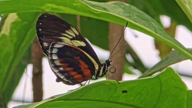 Close-up of a Heliconius butterfly resting on a leaf in a tropical greenhouse