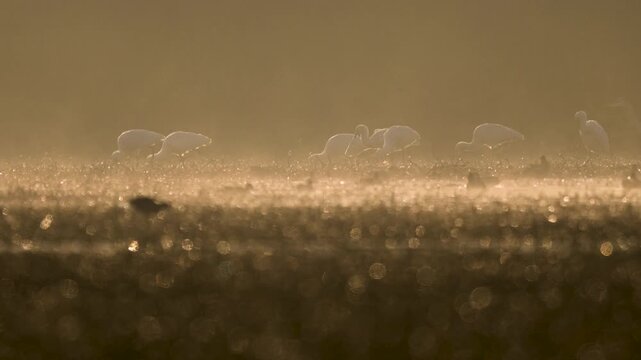 Eurasian spoonbills fish within misty wetland at morning showing coordinated movement balance and rhythmic sweeping behavior