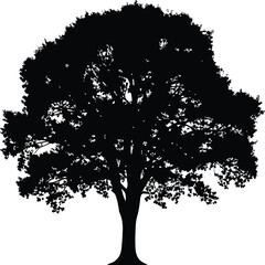 Fototapeta premium Silhouette of a majestic tree with sprawling branches and dense foliage viewed from below in a serene environment