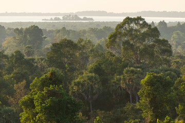 Tha Cambodian jungle near Angkor Wat, early evening sunshine with light haze