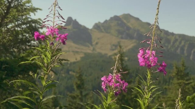 Close-up of small purple flowers blooming on a mountain peak
