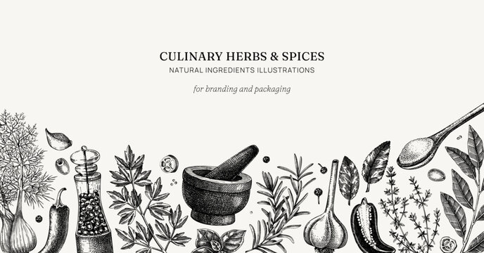 Culinary herbs and spices banner. Kitchen ingredients hand drawn vector illustration. Natural food background in sketched style. NOT AI generated