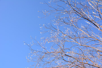 Bare Branches of willow tree in spring Against Clear Blue Sky copy space
