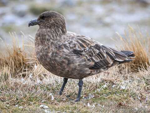 Brown Skua / Antarctic Skua (Stercorarius antarcticus), St. Andrew's Bay, South Georgia, South Atlantic