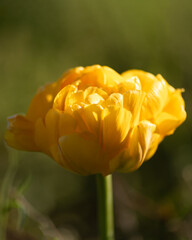 Golden Yellow Double Tulip Flower Close-Up with Ruffled Petals in Spring