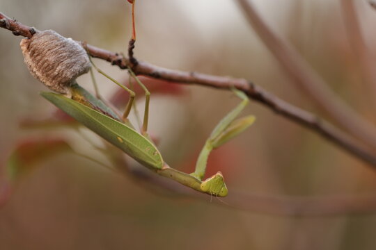 una mantide religiosa con ooteca in autunno