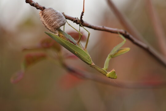 una mantide religiosa con ooteca in autunno