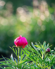 Pink peony bud in garden with green bokeh background and copy space
