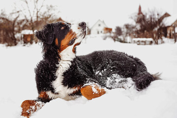 bernese mountain dog in snowy village garden