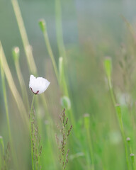 Single white wildflower in meadow with soft pastel background and copy space