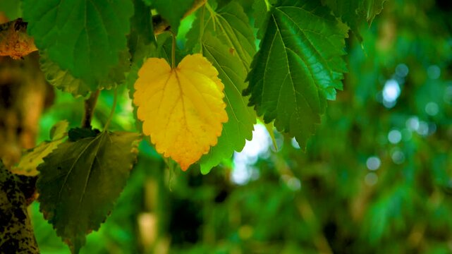 Autumn Leaf Changing Yellow and Green Close-Up