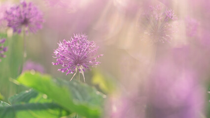 Purple Allium Flowers in Soft Focus Dreamy Garden Background Horizontal Banner