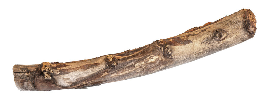 Tree stick isolated