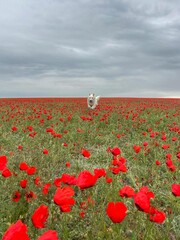 Obraz premium Blooming poppy field stretching to the horizon, with a White Swiss Shepherd running toward the camera in the distance, capturing vibrant spring energy in the Kazakh steppe.