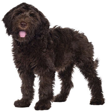 Adorable dark brown Cobberdog aka Labradoodle pup, standing side ways with tongue out. Looking towards camera. Isolated cutout on transparent background.