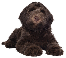 Adorable dark brown Cobberdog aka Labradoodle pup, laying down facing front with closed mouth. Looking towards camera. Isolated cutout on transparent background.