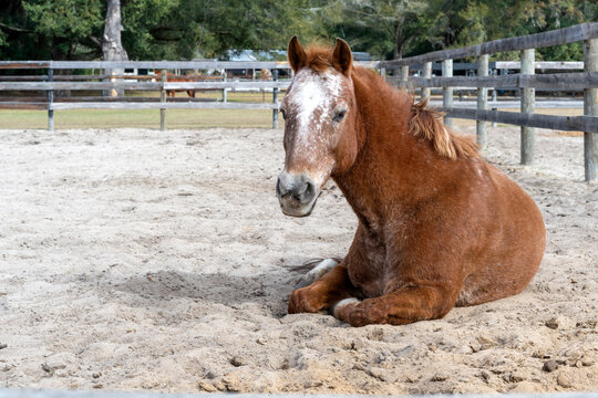 A brown horse lying in a Ocala paddock