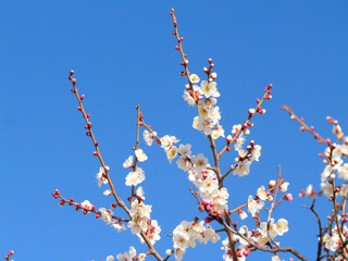 日本、冬、梅の花と蕾