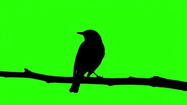 Isolated blackbird and crow silhouette illustration featuring a wild raven on a winter tree branch with wings and feathers in a nature wildlife vector