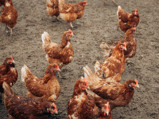 Chickens playing and grazing on sand in free range farm