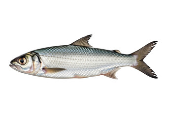 A small silver fish with brown fins and tail