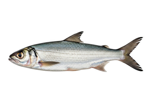 A small silver fish with brown fins and tail