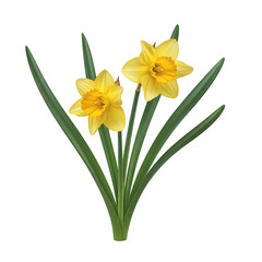 Two bright yellow daffodils isolated on transparent background