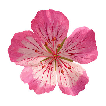 Flat-design 2D vector artwork of a Geranium Flower, styled as an icon and isolated against white background
