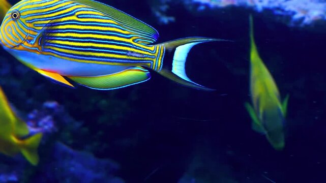 Gemini said

Colorful tropical fish swimming in an exotic blue aquarium with vibrant coral reef life and underwater marine elements in a cartoon vector illustration HD video.