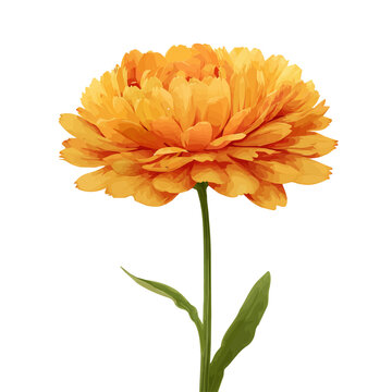 Calendula, 2D flat vector illustration in icon style, isolated on a white background