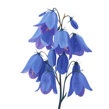 2D flat vector graphic of a Bluebell in icon style, isolated on white background