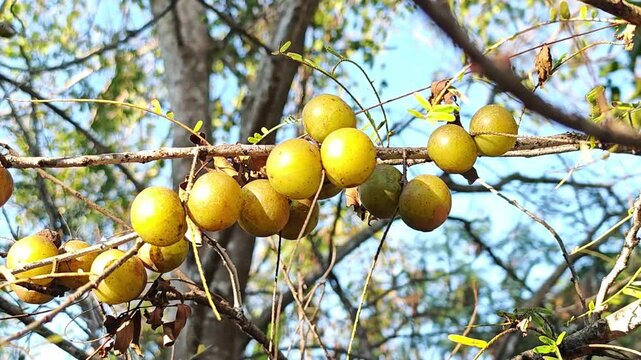 Indian gooseberry, also known as amla, growing in the garden.
