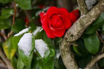 雪の寒さに耐え幹にもたれ掛かる椿