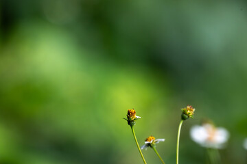 Vibrant small white Patels with yellow center of Wild Spanish needle flowers buds against a soft, vibrant green background.