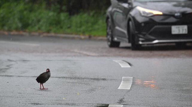 Critically endangered Okinawa Rail on the road in the rain