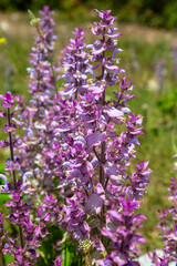 Obraz premium Salvia sclarea Large aromatic leaves and decorative lilac flower bracts used in aromatherapy. Very therapeutic fragrance.