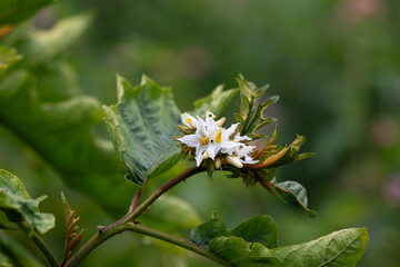 A high angle, close up shot of Solanum sisymbriifolium featuring a cluster of delicate white star shaped flowers with prominent yellow anthers. The background is soft, natural green bokeh.