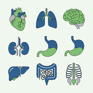 Set of essential human anatomy icons in a minimal line style, featuring vital organs including the heart, brain, lungs, liver, kidneys, and digestive system.