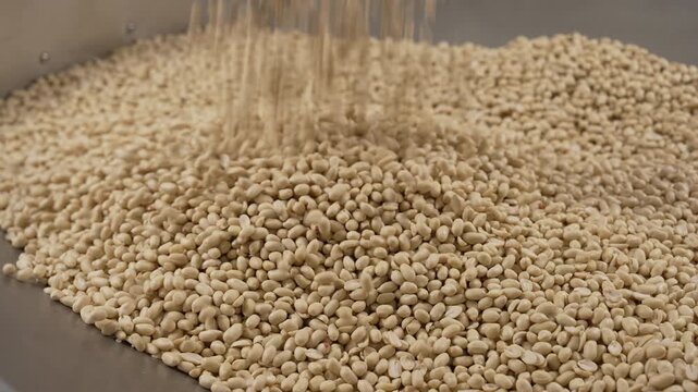 Processing and roasting of peanuts on an industrial scale. Industrial food production. Peanuts on conveyor belt in food processing plant production line