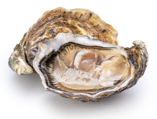 Opened oyster and closed raw oysters isolated on white background. Delicacy food. Clipping path. © volff