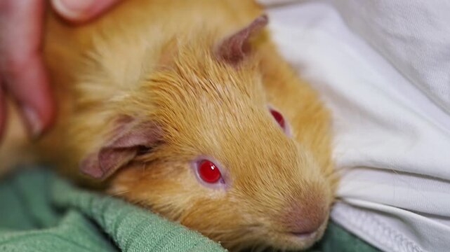 Caring for a guinea pig with health needs at home during evening hours