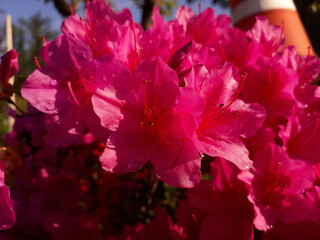 close-up pink royal azalea blossoms