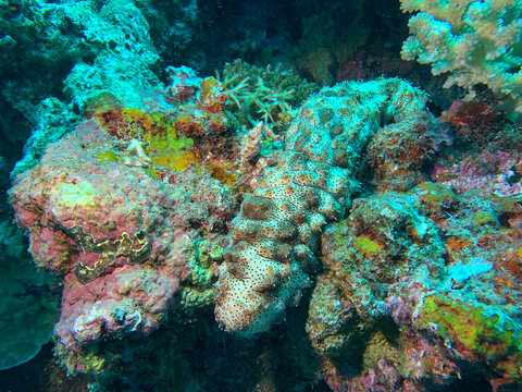 sea cucumber (Pearsonothuria Graeffei) captured while diving in Biak&rsquo;s waters. Its textured body blends with the coral reef