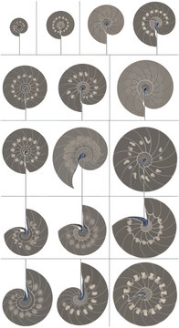 Nautilus shell cross-section vector illustration, golden ratio spiral, Fibonacci sequence, growth stages, isolated on white