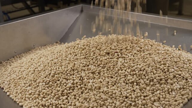 Processing and roasting of peanuts on an industrial scale. Industrial food production. Peanuts on conveyor belt in food processing plant production line