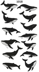 Obraz premium Vector set of black and white whale silhouettes and cartoon illustrations, various poses, isolated on white
